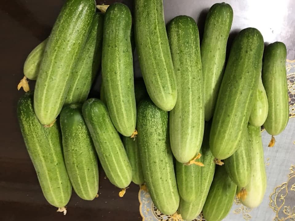 ngo ngang gian dua chuot