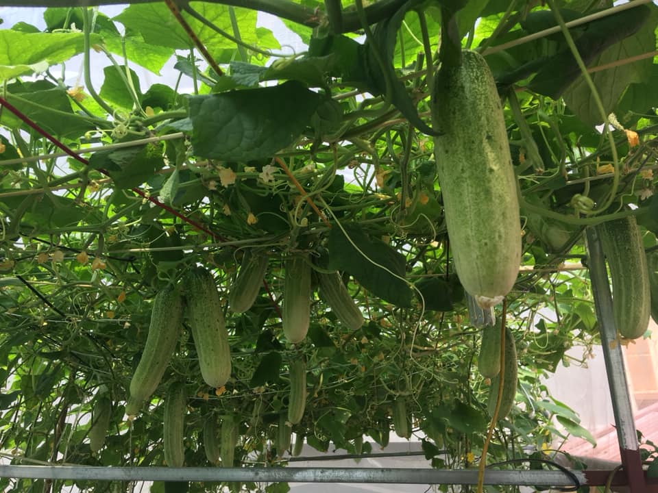 ngo ngang gian dua chuot