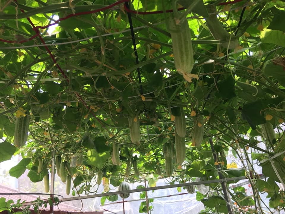 ngo ngang gian dua chuot