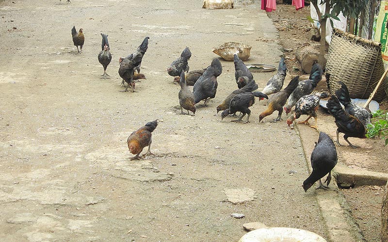 Con đặc sản đắt đỏ, mênh mông đầu ra - ảnh 3