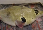 Con cá vừa xấu xí vừa kịch độc có giá gần 7 triệu một miếng bé xíu
