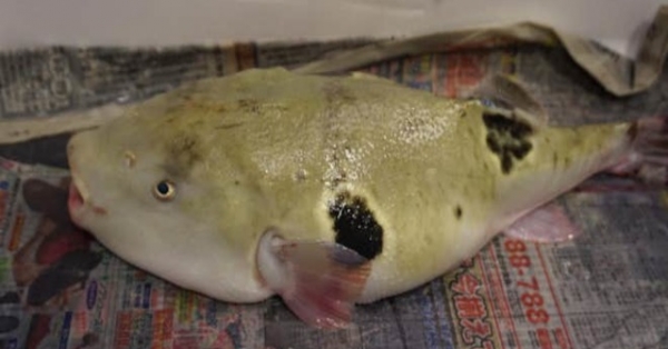 Con cá vừa xấu xí vừa kịch độc có giá gần 7 triệu một miếng bé xíu