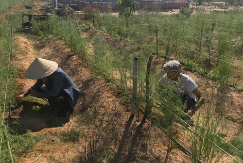 ga “khung” mat tay trong mang tay tren cat, 1 thang lai 100 trieu hinh anh 2