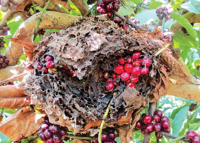 doc, la ca phe kien: cam coc uong ma tuong cam da quy hiem tren tay hinh anh 3