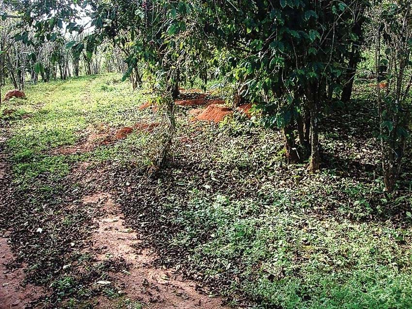 doc, la ca phe kien: cam coc uong ma tuong cam da quy hiem tren tay hinh anh 5