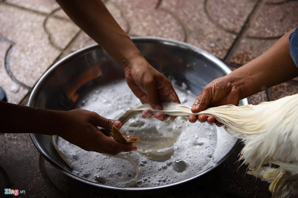 ga la duoi dai ca met o tay ninh: ngoi do duoi tinh tien tram trieu hinh anh 4