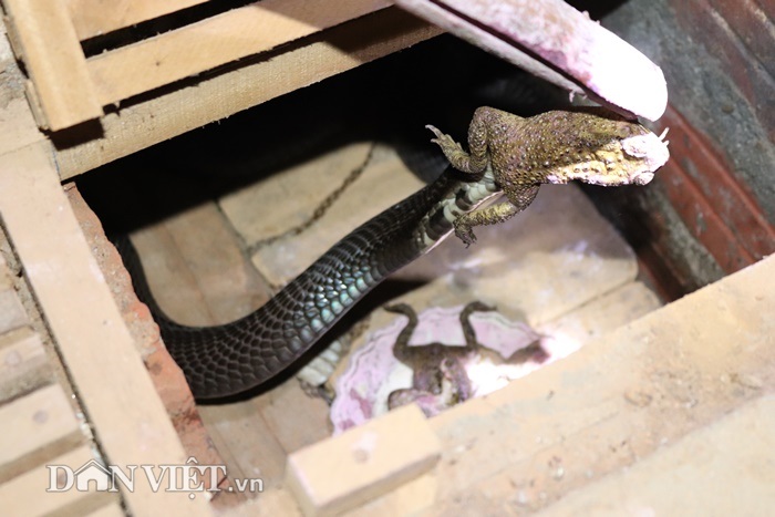 on lanh nguoi dan ong nuoi hon 1.000 con 'mang xa' cuc doc o lao cai hinh anh 2