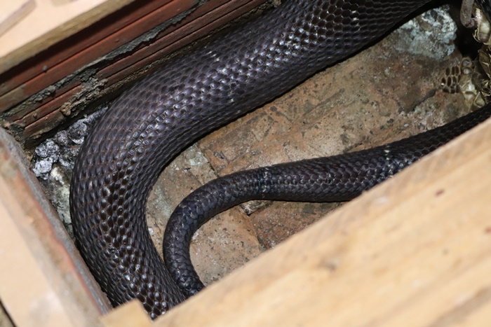 on lanh nguoi dan ong nuoi hon 1.000 con 'mang xa' cuc doc o lao cai hinh anh 6