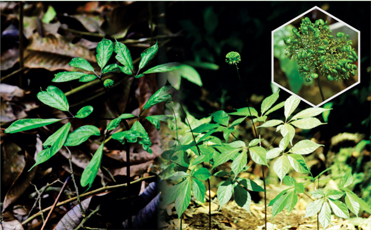 thu hat do dep me hoac vi nhu ngoc troi tren dinh ngoc linh hinh anh 2