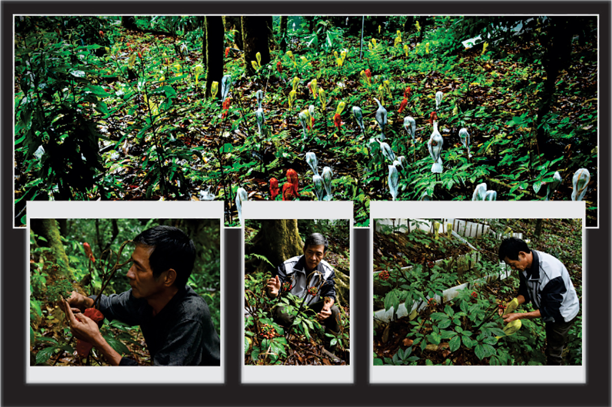 thu hat do dep me hoac vi nhu ngoc troi tren dinh ngoc linh hinh anh 4