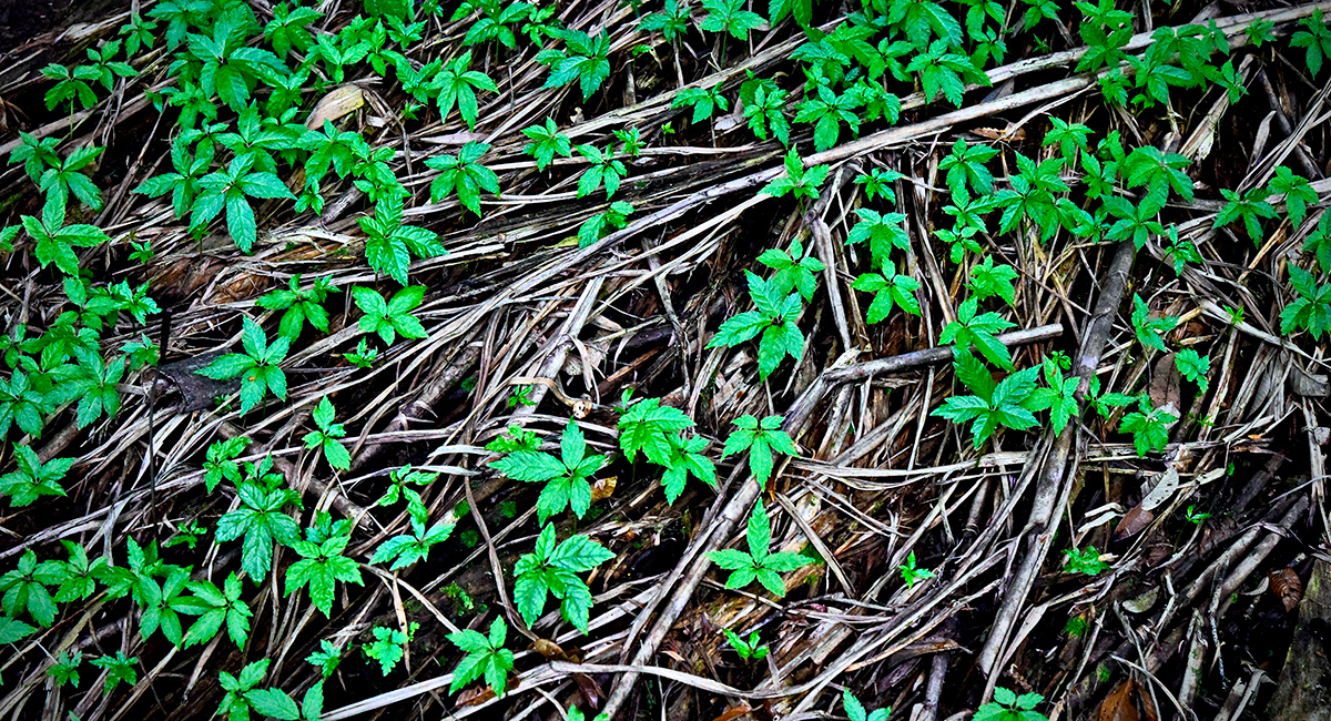 thu hat do dep me hoac vi nhu ngoc troi tren dinh ngoc linh hinh anh 9