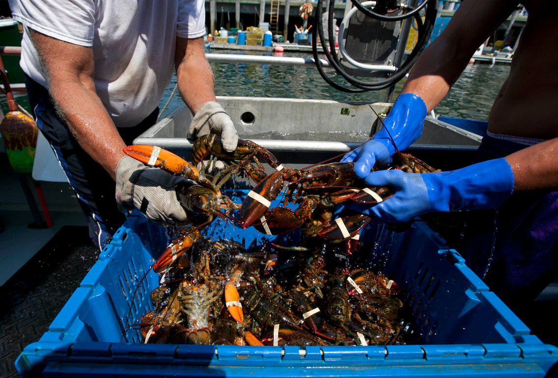 song day duoi bien, tai sao loai nay chi nguoi co tien moi dam an? hinh anh 1