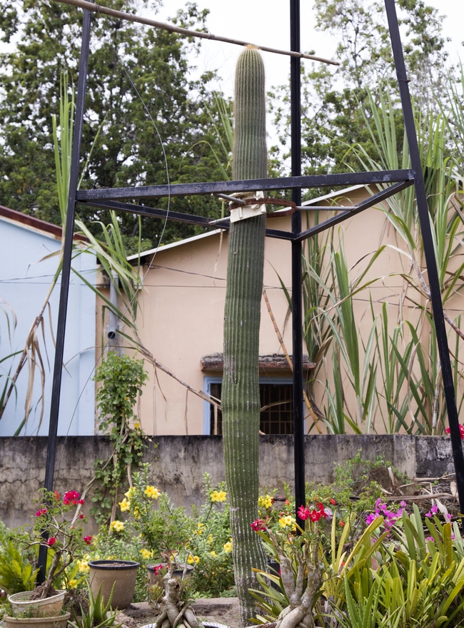 ve can tho ma xem loai xuong rong to cao nhu