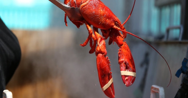 Sống đầy dưới biển, tại sao loài này chỉ người có tiền mới dám ăn?