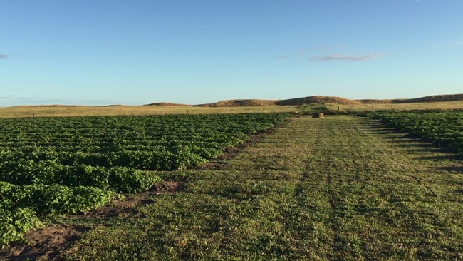 loai qua xau xi gai goc, tung moc hoang khong ai ngo nay dat khong ngo hinh anh 12