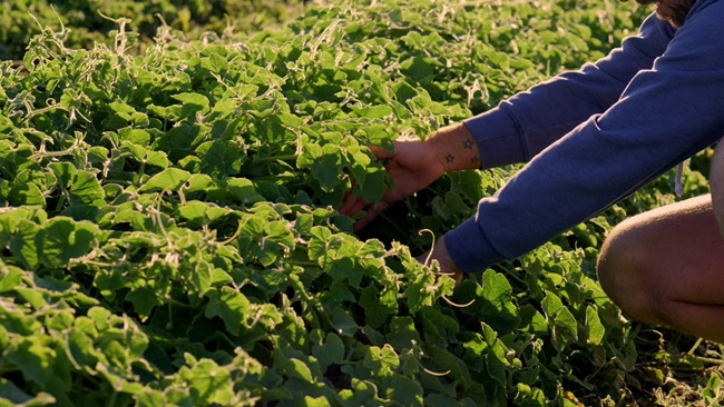 loai qua xau xi gai goc, tung moc hoang khong ai ngo nay dat khong ngo hinh anh 4