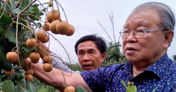 Trên cả đặc sản, giống nhãn đột biến ở Bạc Liêu được săn tìm