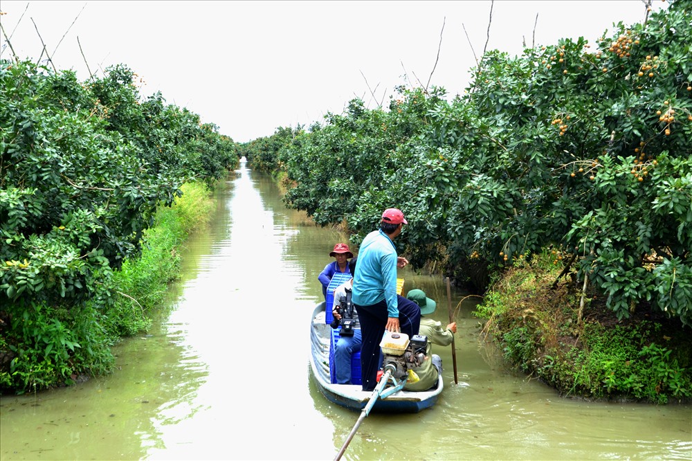 tren ca dac san, giong nhan dot bien o bac lieu duoc san tim hinh anh 2