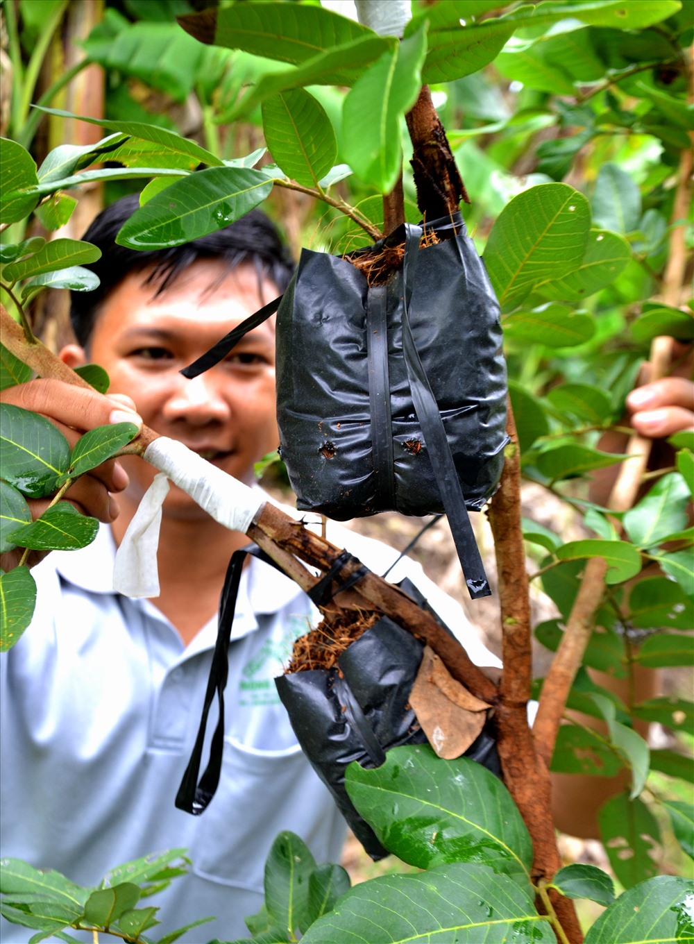 tren ca dac san, giong nhan dot bien o bac lieu duoc san tim hinh anh 3