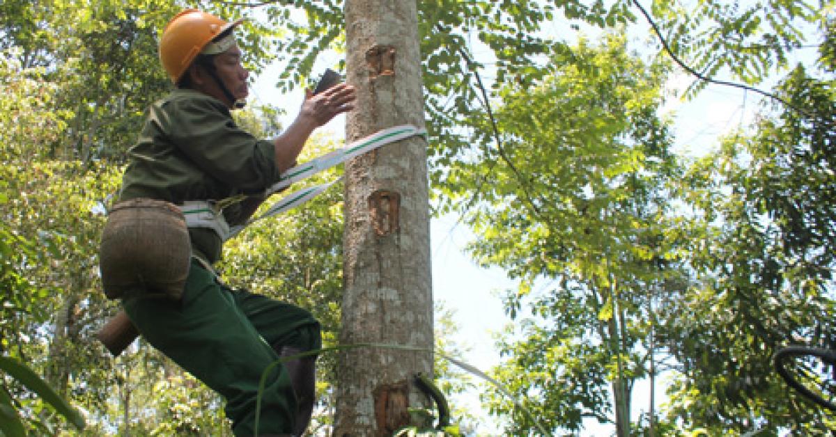 Một tháng lên rừng leo cây, thu về 80 triệu