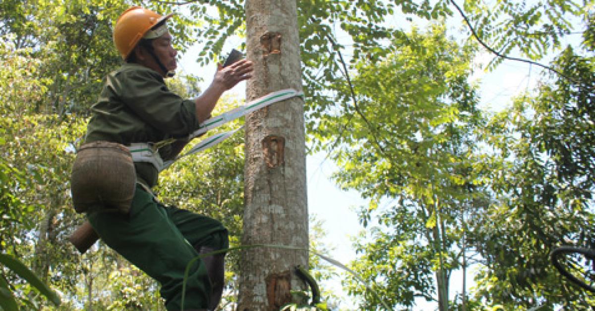 Một tháng lên rừng leo cây, thu về 80 triệu