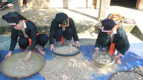 ru nhau len rung go cuc nhua tren cay bo de, ban gia 350.000 d/kg hinh anh 1