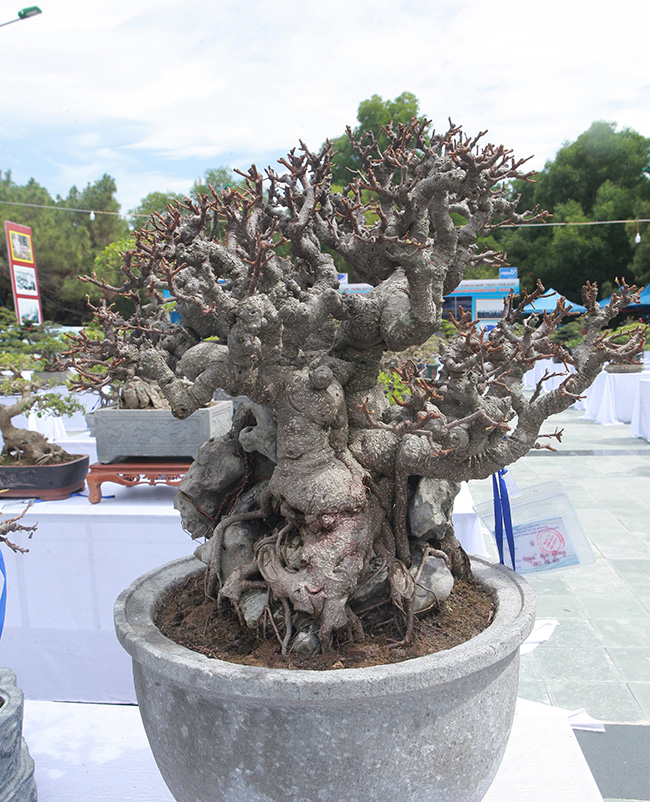 dàn si mini, có cay bé lọt lòng bàn tay giá hàng chục tói hàng tram triẹu hinh anh 12