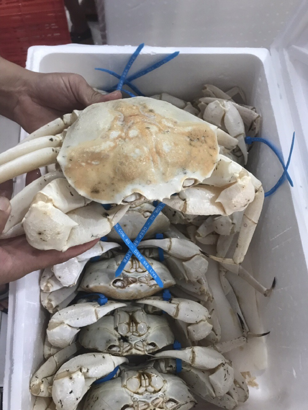 con cua trang boc, to tuong, thit ngot dai