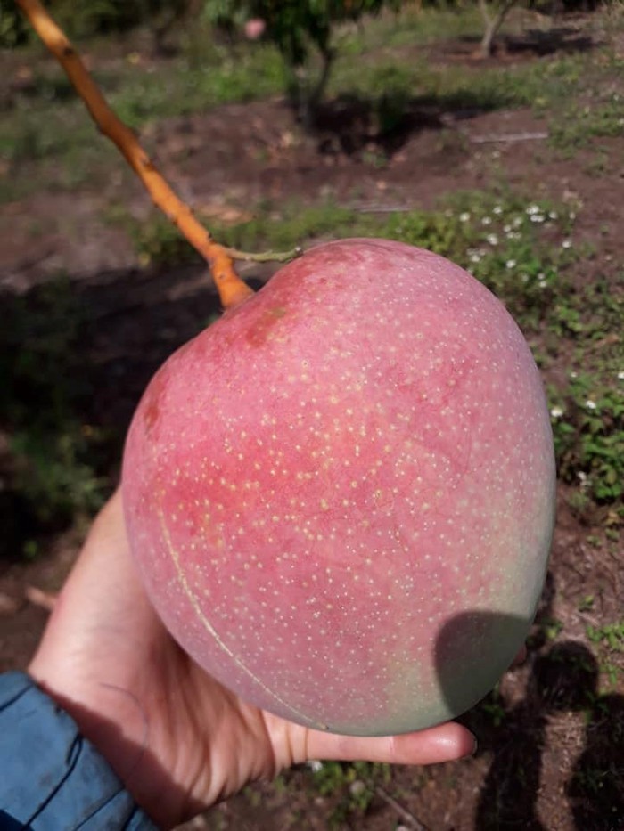 8 loai qua sieu to khong lo