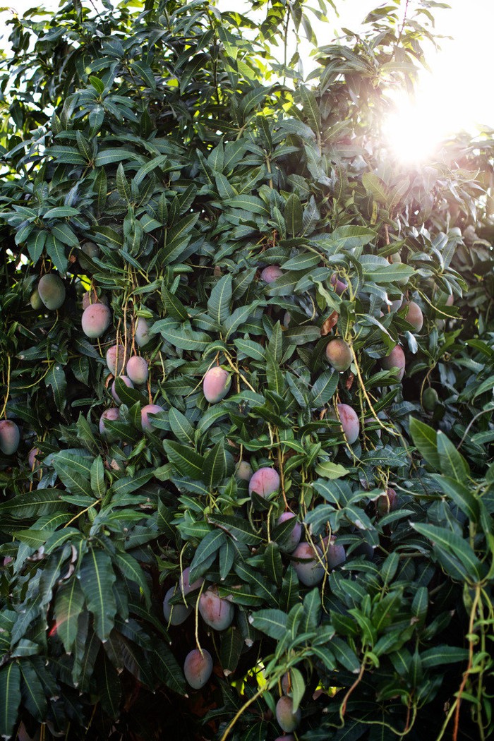 8 loai qua sieu to khong lo