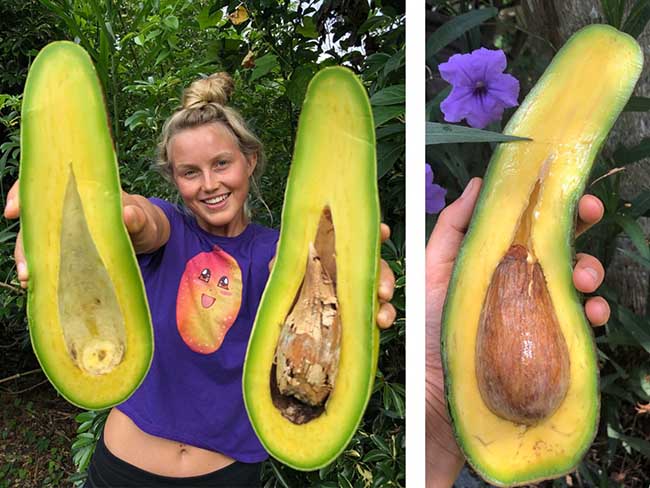 8 loai qua sieu to khong lo