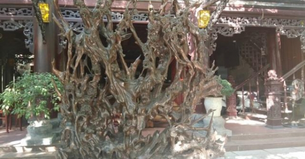 Bộ rễ gỗ trai tiền tỷ tuyệt đẹp của ông chủ thầu Hà Tĩnh