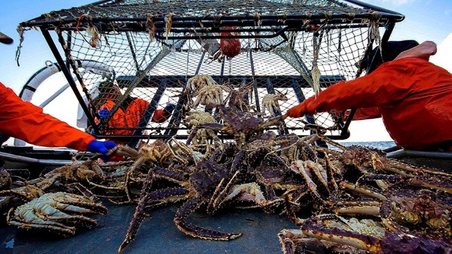 lieu mang di bat cua