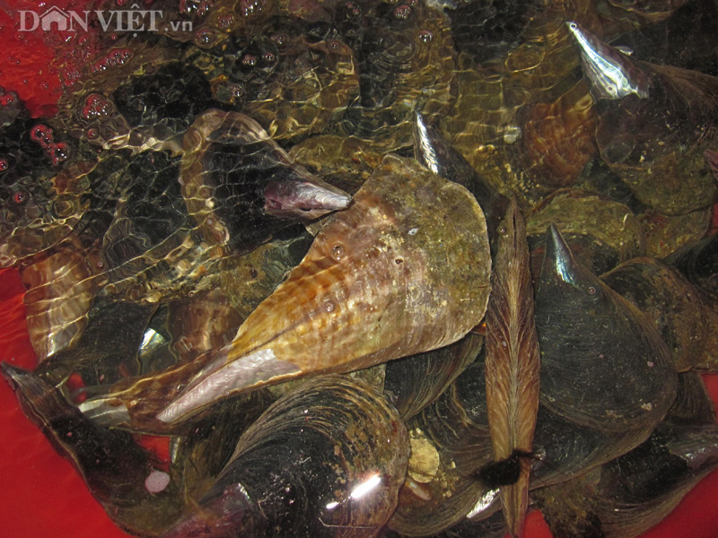 top 10 dac san hai san ngon nhat dat viet duoc sach ky luc ghi nhan hinh anh 17