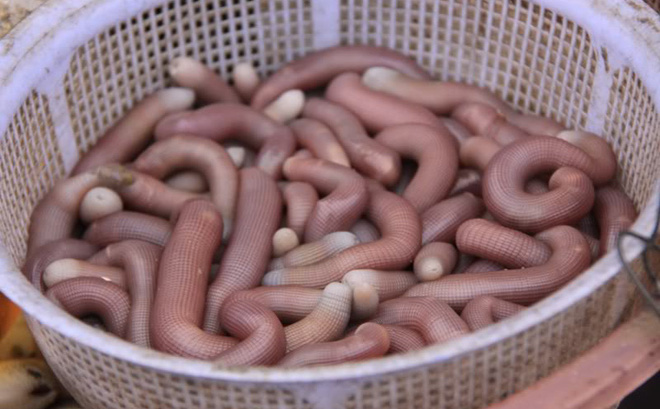 top 10 dac san hai san ngon nhat dat viet duoc sach ky luc ghi nhan hinh anh 1