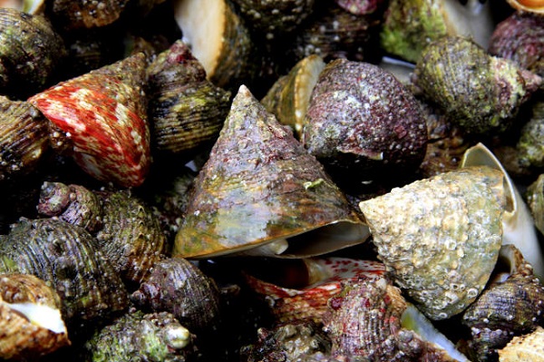 top 10 dac san hai san ngon nhat dat viet duoc sach ky luc ghi nhan hinh anh 14