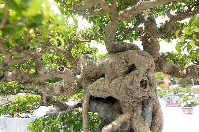 “sieu cay viet nam” gia 23 ty khien gioi choi cay