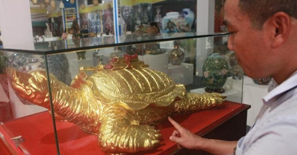 Cận cảnh cụ rùa vàng 'siêu to khổng lồ' giá trăm triệu đồng