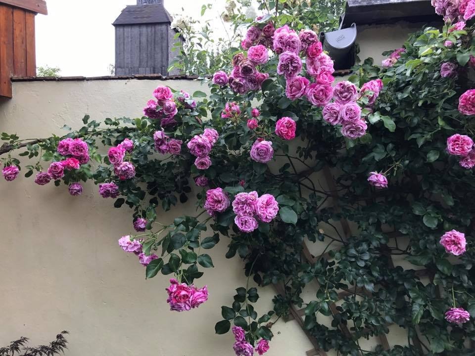 xon xang voi vuon hoa hong rong bat ngat dep nhu co tich cua me viet o duc hinh anh 2