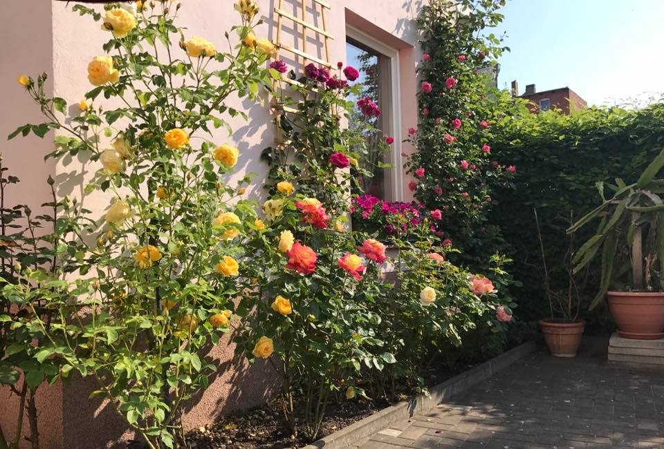 xon xang voi vuon hoa hong rong bat ngat dep nhu co tich cua me viet o duc hinh anh 5