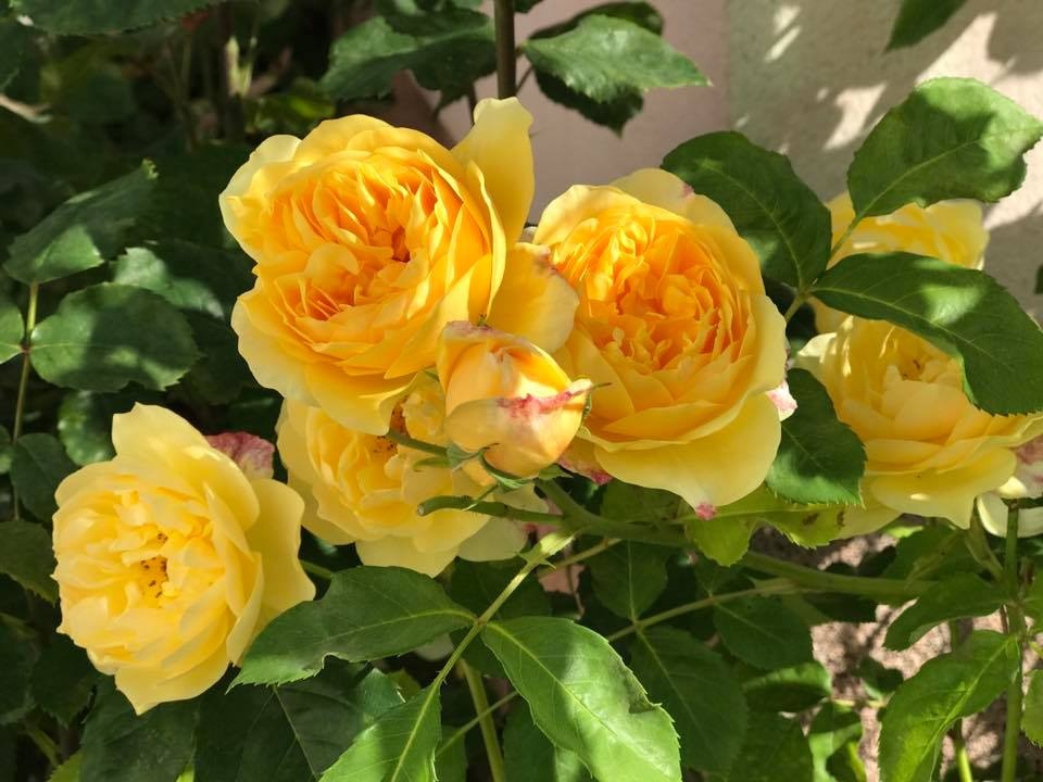 xon xang voi vuon hoa hong rong bat ngat dep nhu co tich cua me viet o duc hinh anh 7