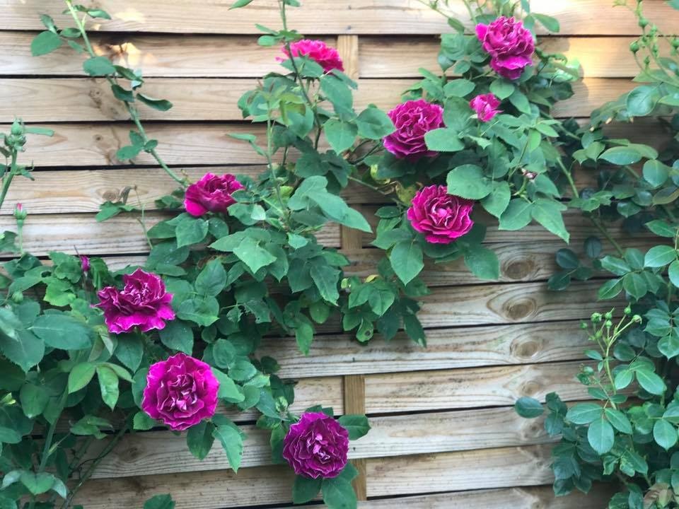 xon xang voi vuon hoa hong rong bat ngat dep nhu co tich cua me viet o duc hinh anh 11