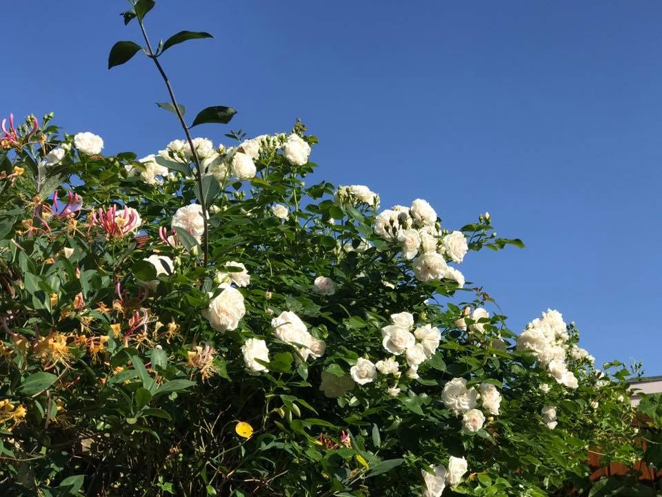 xon xang voi vuon hoa hong rong bat ngat dep nhu co tich cua me viet o duc hinh anh 3