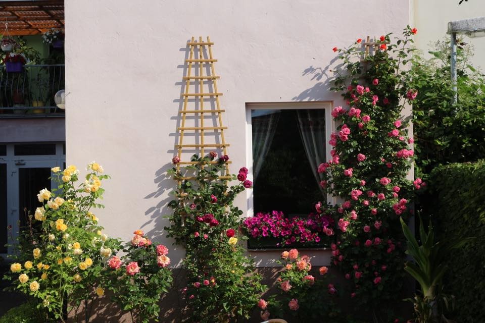 xon xang voi vuon hoa hong rong bat ngat dep nhu co tich cua me viet o duc hinh anh 10