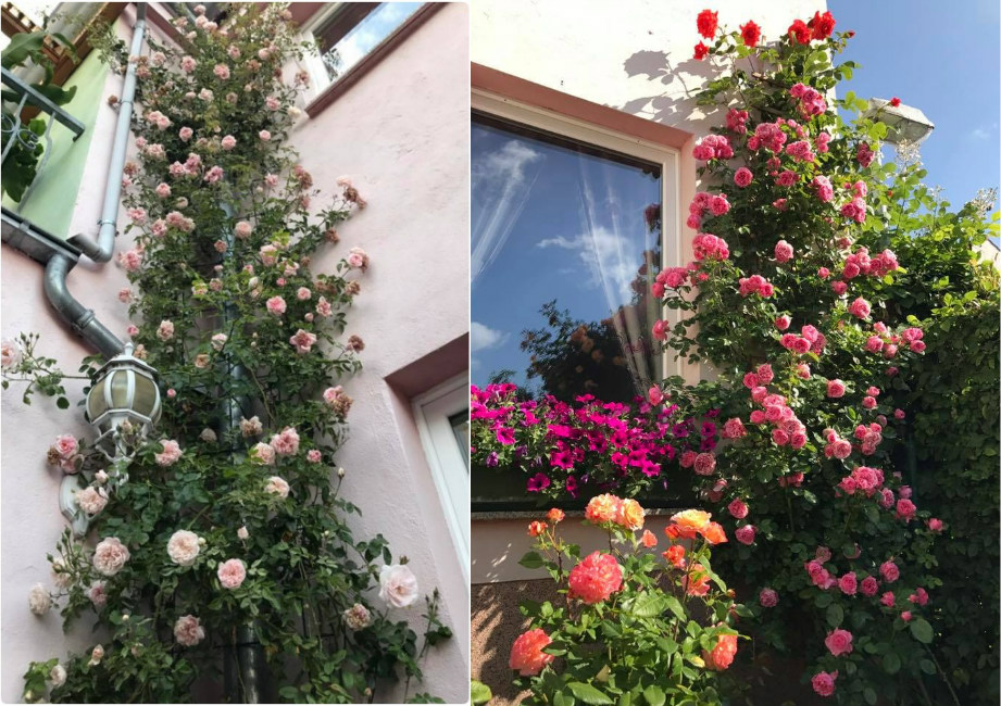 xon xang voi vuon hoa hong rong bat ngat dep nhu co tich cua me viet o duc hinh anh 1