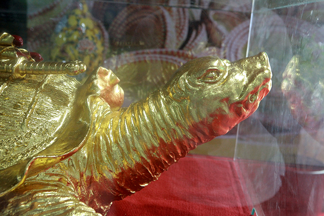 can canh cu rua vang