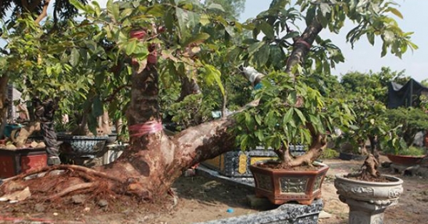 'Đột nhập' vườn mai vàng Yên Tử cổ thụ của đại gia Quảng Ninh