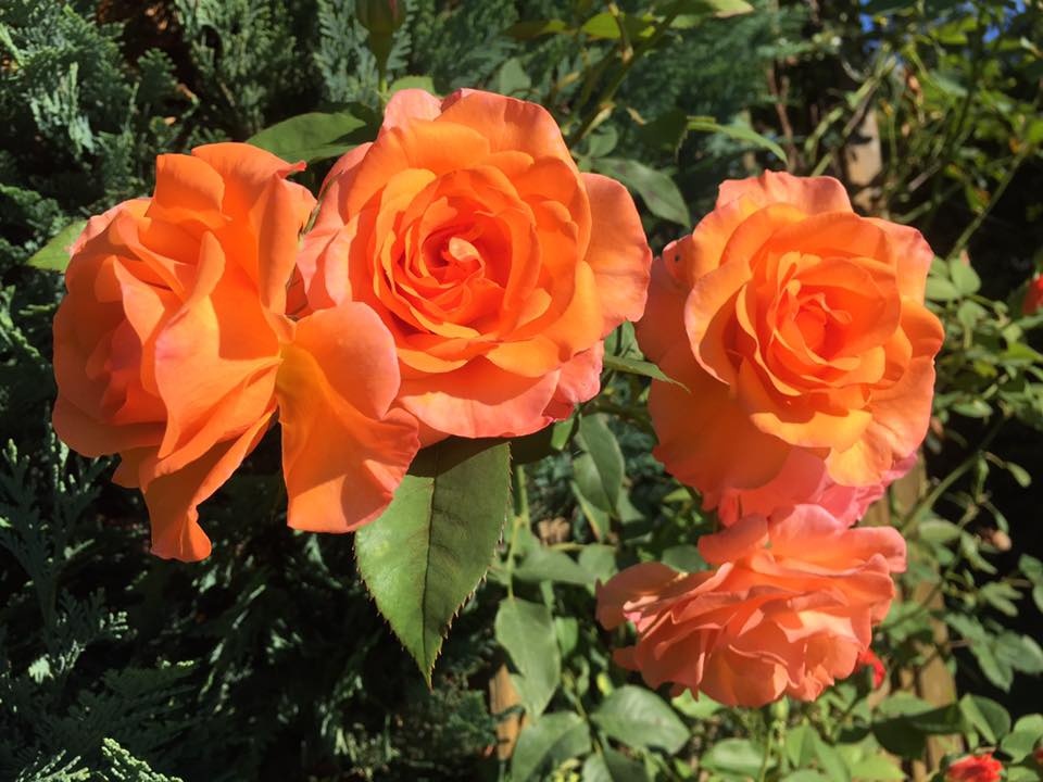 xon xang voi vuon hoa hong rong bat ngat dep nhu co tich cua me viet o duc hinh anh 8