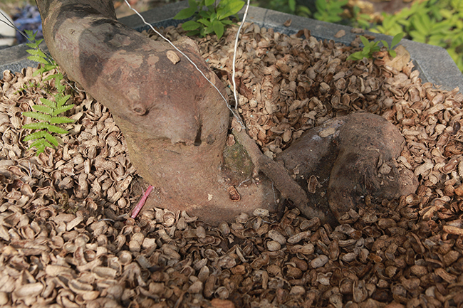 “dot nhap” vuon mai vang yen tu co thu cua dai gia quang ninh hinh anh 11