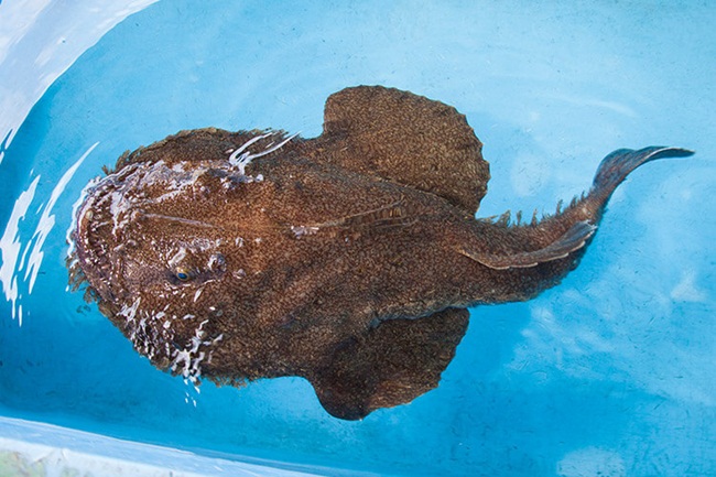 con ca xau nhu quy, rang sac nhon ghe nguoi ma gia hon 1 trieu/kg hinh anh 3